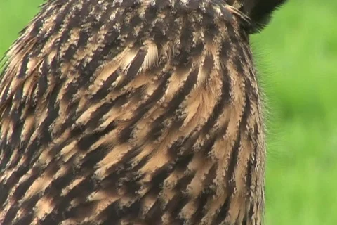 Eurasian Eagle-owl (Close Up) with Sound. Vídeo Stock 267828