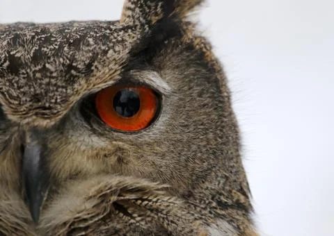 Eurasian Eagle Owl Eye Stock Photos