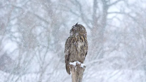 Eurasian eagle owl in falling snow, calling, blinking, turning head Stock Footage 329294373