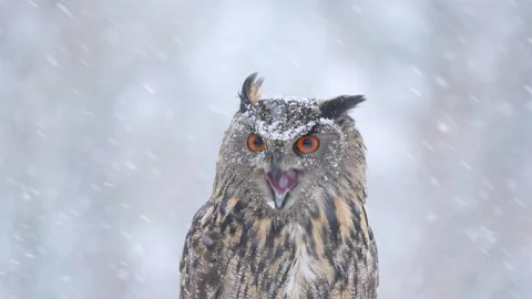 Eurasian eagle owl in falling snow, calling and turning head close-up Stock Footage 329294595
