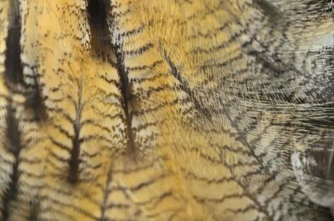 Eurasian eagle owl feathers Stock Photos