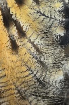 Eurasian eagle owl feathers Stock Photos