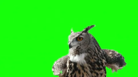 Eurasian eagle owl flapping wings isolated on green screen Stock Footage 336608139