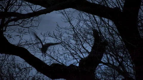 Eurasian Eagle-Owl Flies From Branch After Dark Stock Footage 236129729