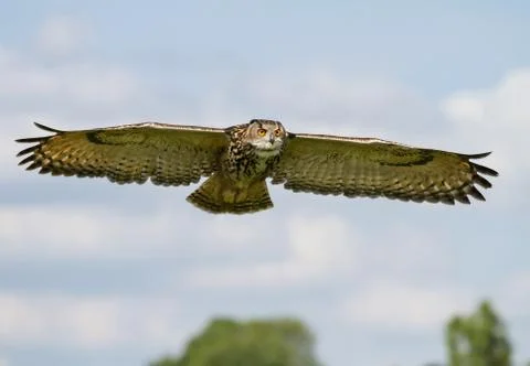 Eurasian Eagle-owl in flight Stock Photos