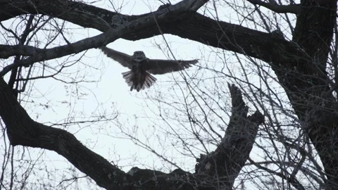 Eurasian Eagle-Owl Flying From Branch To Branch Stock Footage 237091881