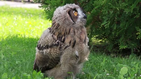 Eurasian Eagle owl Stock Footage 81820646