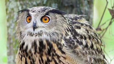 Eurasian Eagle Owl Stock Footage 154142396