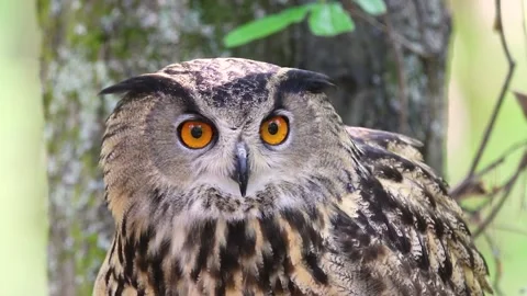Eurasian Eagle Owl Stock Footage 154142426
