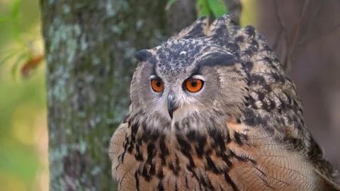 Eurasian Eagle Owl Stock Footage 218456575