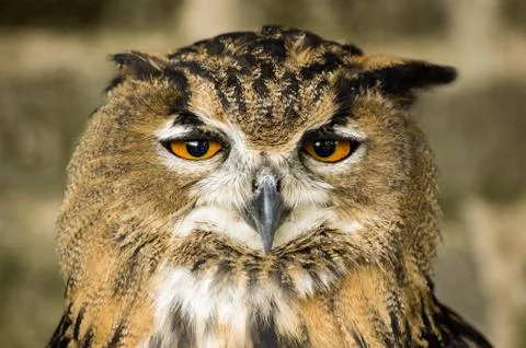 Eurasian Eagle Owl head on Stock Photos