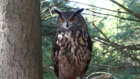 Eurasian Eagle Owl Head Turn Video stock 91105814