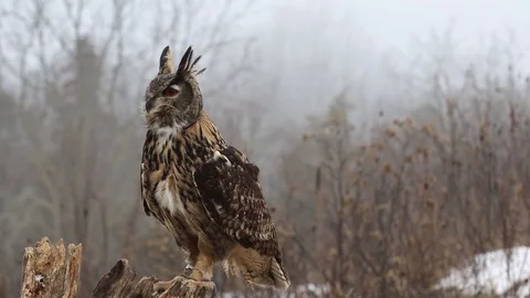 Eurasian Eagle Owl Hooting Stock Footage 91105828
