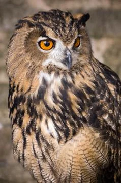 Eurasian Eagle Owl looking alert Stock Photos