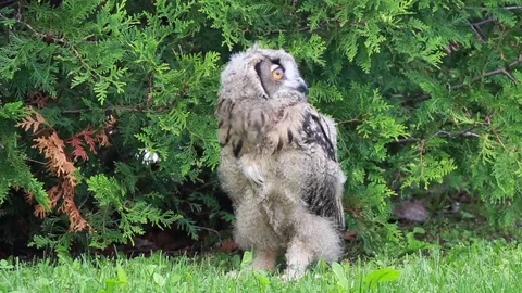 Eurasian Eagle owl looking around Stock Footage 81820517