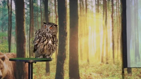 Eurasian Eagle owl looking around Stock Footage 82795753