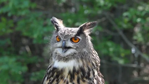 Eurasian Eagle Owl looking around Stock Footage 91106030
