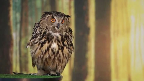 Eurasian Eagle owl looking at camera and blinking Stock Footage 82795756