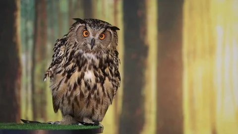 Eurasian Eagle owl looking into camera Stock Footage 82795760
