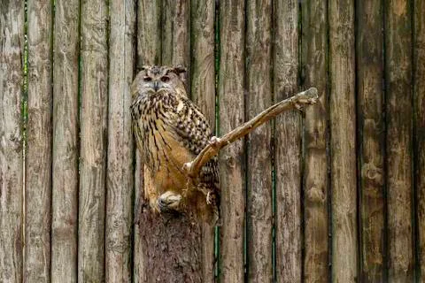 Eurasian eagle-owl looking at camera Stock Photos