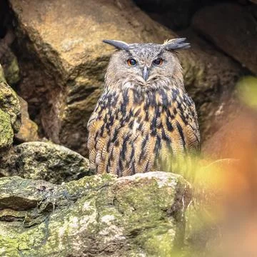 Eurasian eagle-owl looking at camera Stock Photos