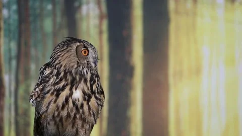Eurasian Eagle owl looking down Stock Footage 82795758