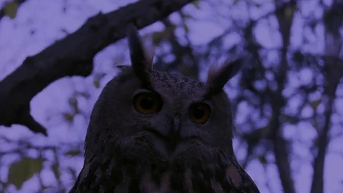 Eurasian eagle owl looking down for prey 4k night time Stock Footage 83342071