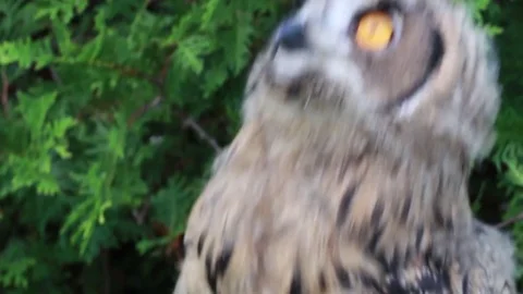 Eurasian Eagle owl looking up Video stock 81820653