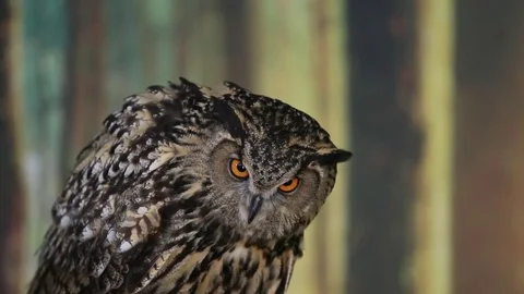 Eurasian Eagle owl looking to the right and into the camera- Medium Close-up Video stock 82795806