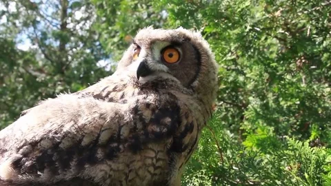 Eurasian Eagle owl- low angle Stock Footage 81820152
