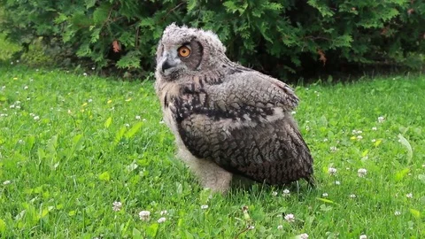 Eurasian Eagle owl moving head Video stock 81820160