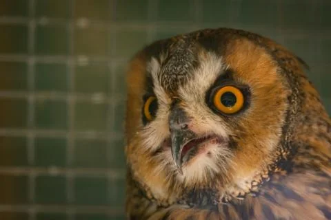 Eurasian eagle-owl or Bubo bubo in cage Fotos Stock