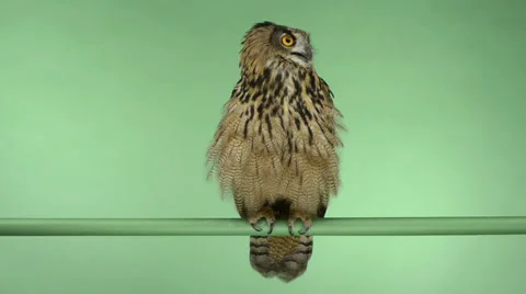 Eurasian eagle owl perched and looking around, green key Stock Footage 30412700
