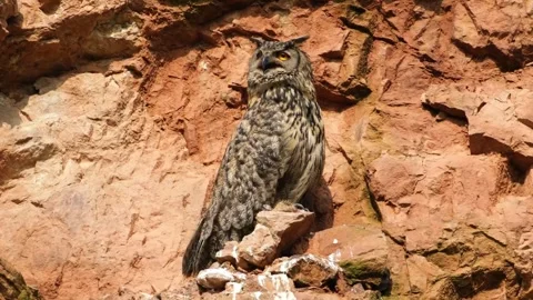 Eurasian Eagle-owl Perched on Rocky Cliff Ledge in Natural Wilderness Stock Footage 331066653