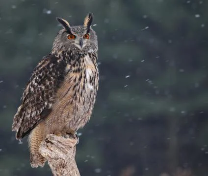 Eurasian Eagle-Owl Stock Photos