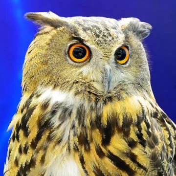 Eurasian eagle owl Stock Photos