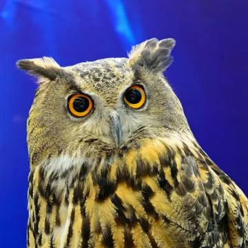 Eurasian eagle owl Stock Photos