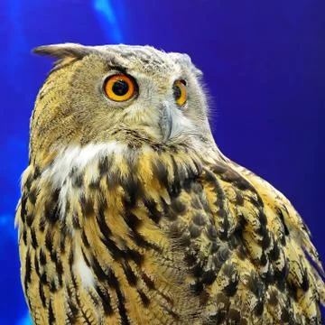 Eurasian eagle owl Stock Photos