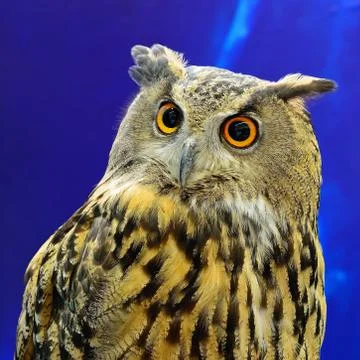 Eurasian eagle owl Stock Photos