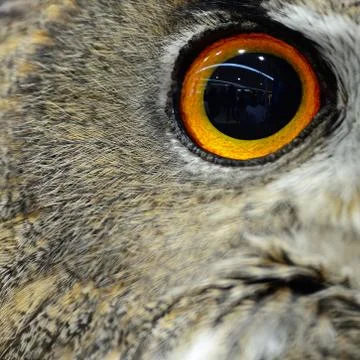 Eurasian eagle owl Stock Photos