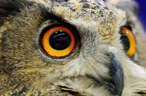 Eurasian eagle owl Stock Photos