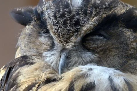 Eurasian eagle-owl Stock Photos