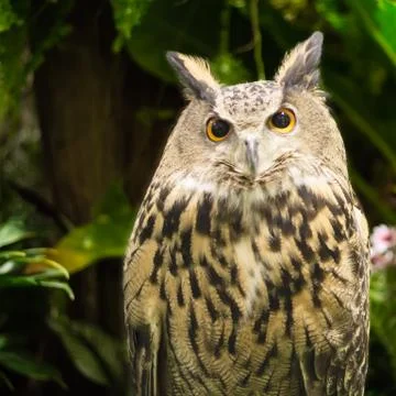 Eurasian eagle owl Stock Photos