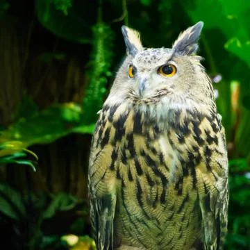 Eurasian eagle owl Stock Photos