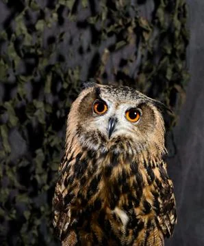 Eurasian Eagle Owl Stock Photos