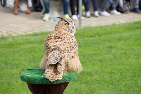 Eurasian Eagle owl Stock Photos