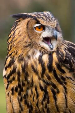 Eurasian Eagle Owl Stock Photos