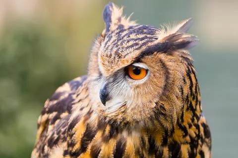 Eurasian Eagle Owl Stock Photos