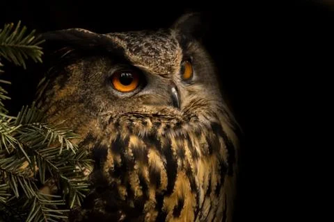 Eurasian eagle-owl Stock Photos