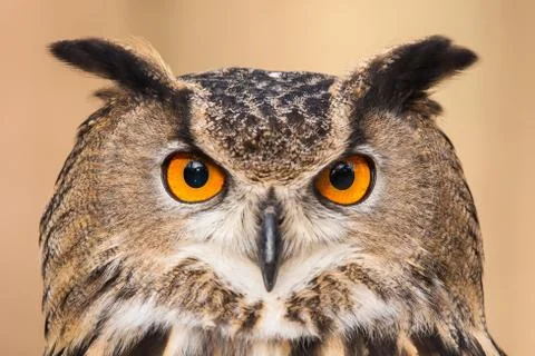 Eurasian Eagle Owl Stock Photos